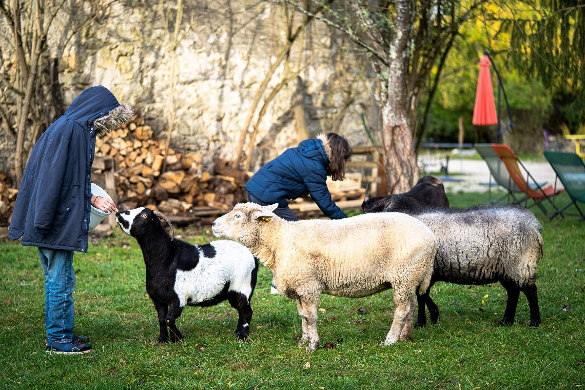 Tente Safari : une immersion au cœur de la nature à Batilly-En-Puisaye — environnement naturel