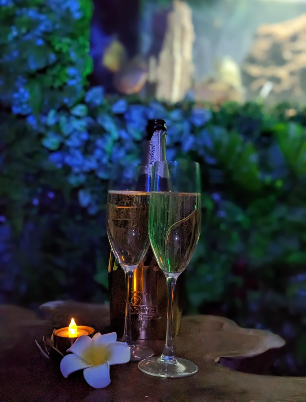 Nuit insolite avec Spa — Maison immersive en Amazonie à Agen à Agen — vue depuis la terrasse