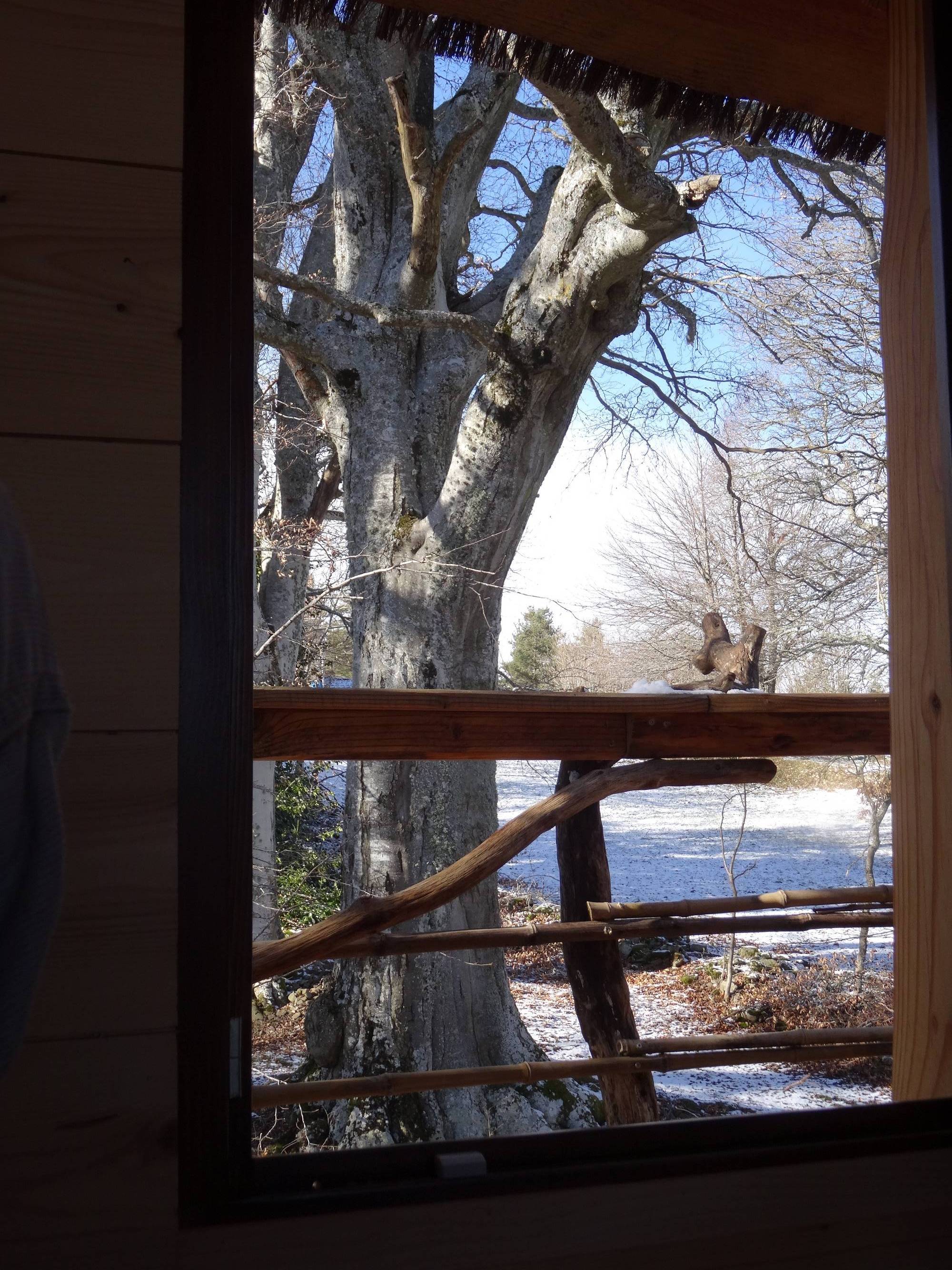 La Cabane des Fayards : une expérience suspendue dans les arbres à Saint Agrève — environnement naturel