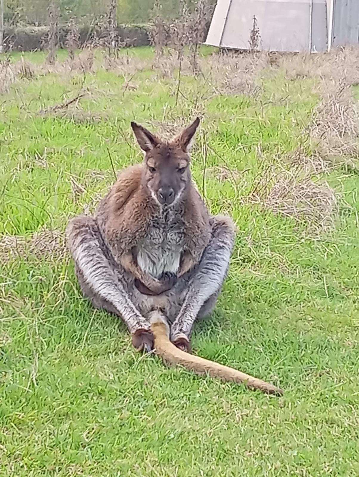 Photo 7/7 — Autre « Dormez avec des kangourous — Expérience insolite à Gers » à Riguepeu Gers