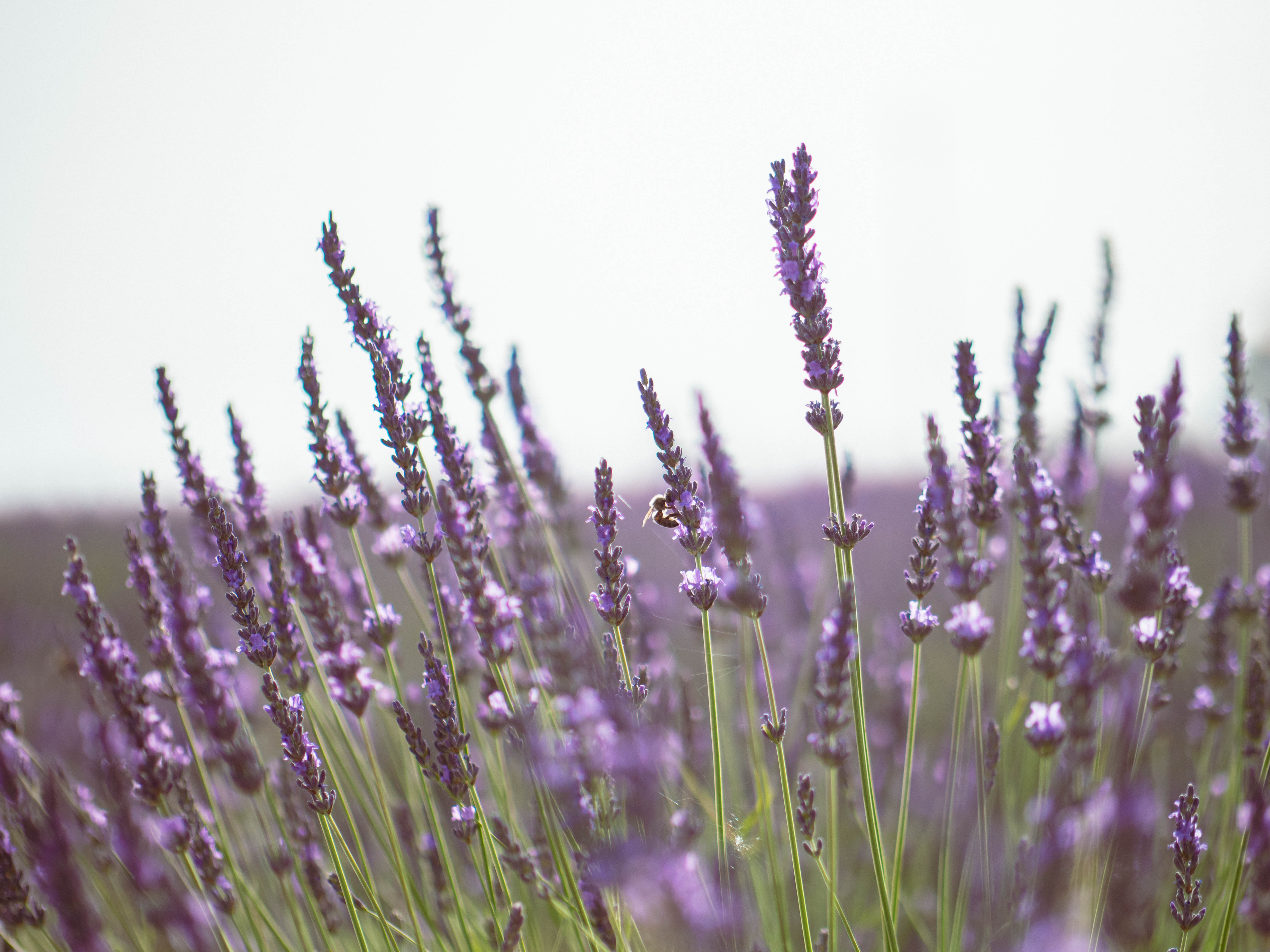 Les Lavandes : une expérience unique en tente lodge à Valensole — cuisine