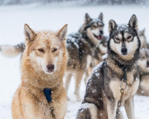 Kota 1 Hossa : un séjour trappeur au cœur des Alpes à Vassieux-En-Vercors — chambre