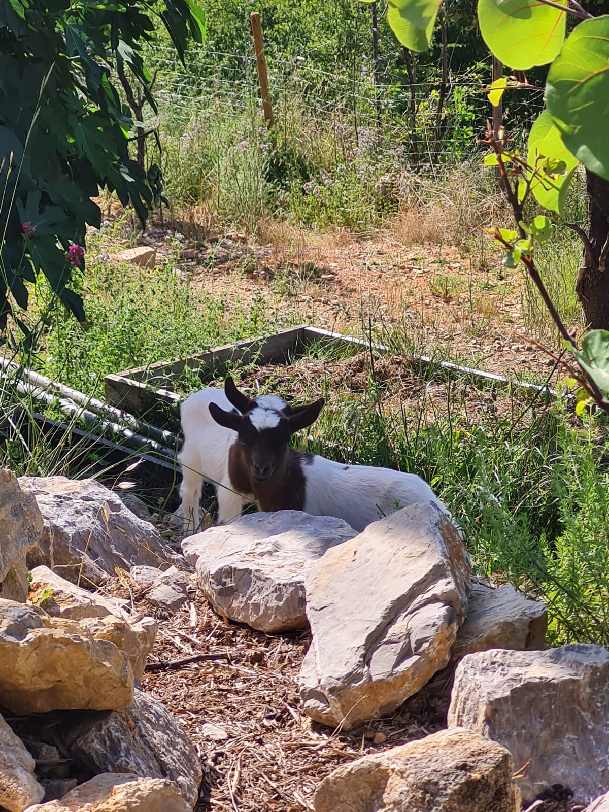 Cabayourte en Ecolieu — Yourte avec spa à La Mauvaise Herbe, Var à La Mauvaise Herbe — vue depuis la terrasse