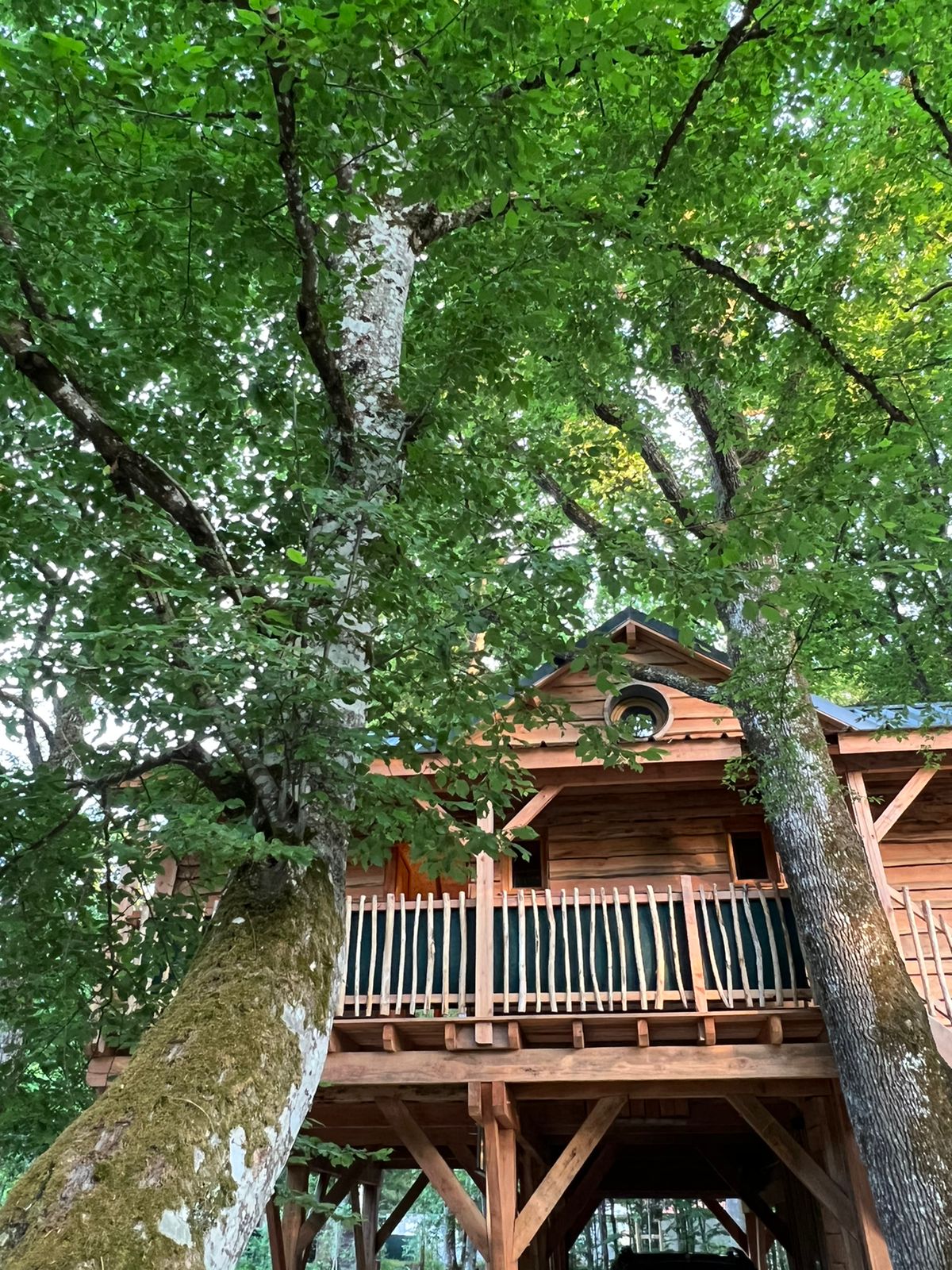 Cabane Petit Bois : une expérience immersive en pleine nature à Boismorand — vue intérieure