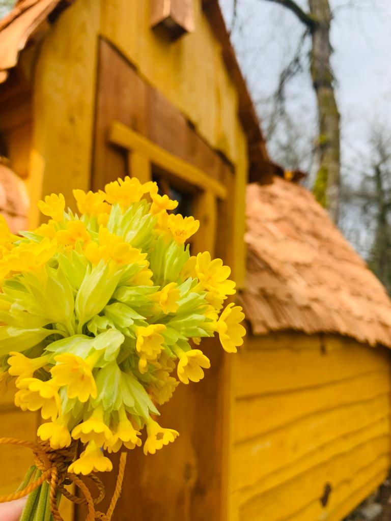 Chalet Insolite Privilège les Bonsaïs : une évasion en Bourgogne à Andryes — vue depuis la terrasse