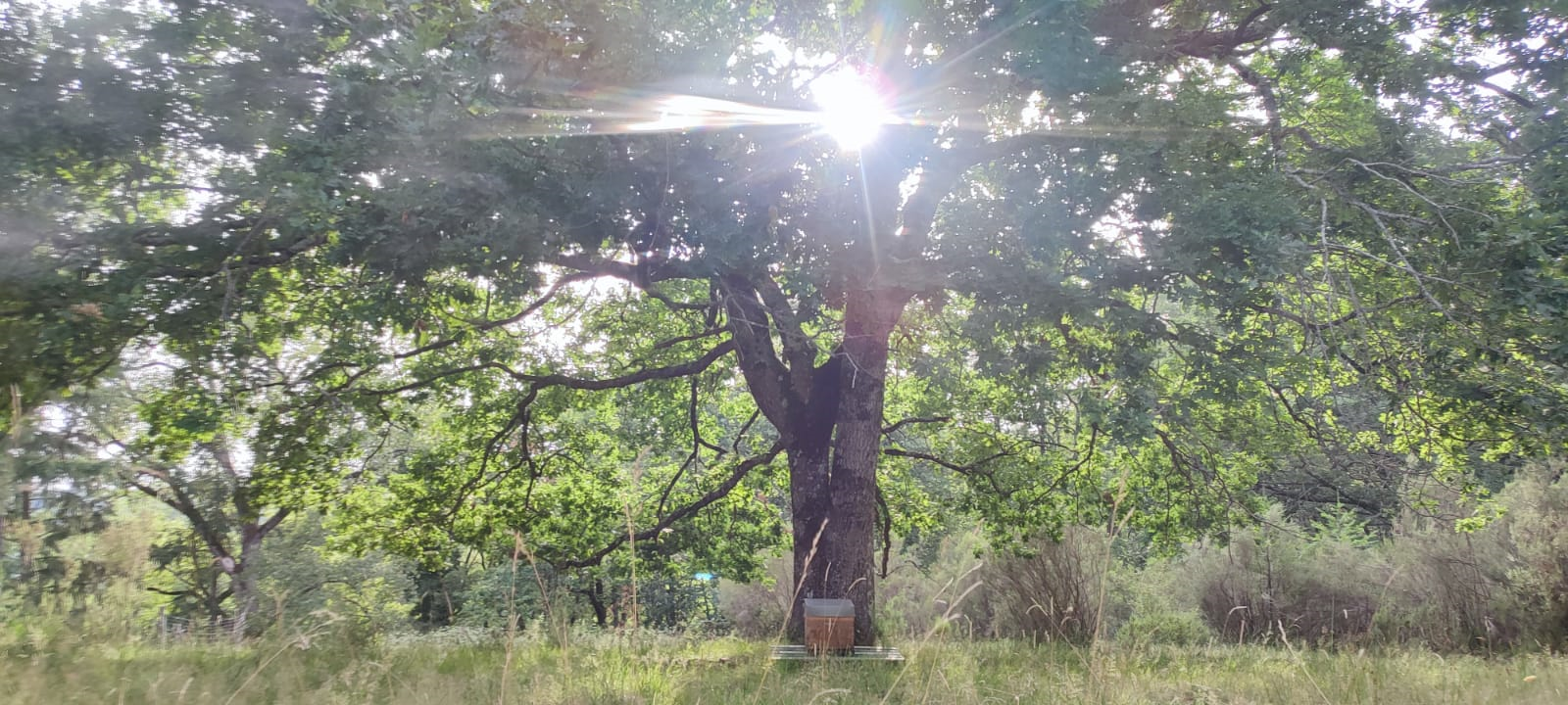 La Canopée : une expérience immersive en pleine nature à Busque — chambre