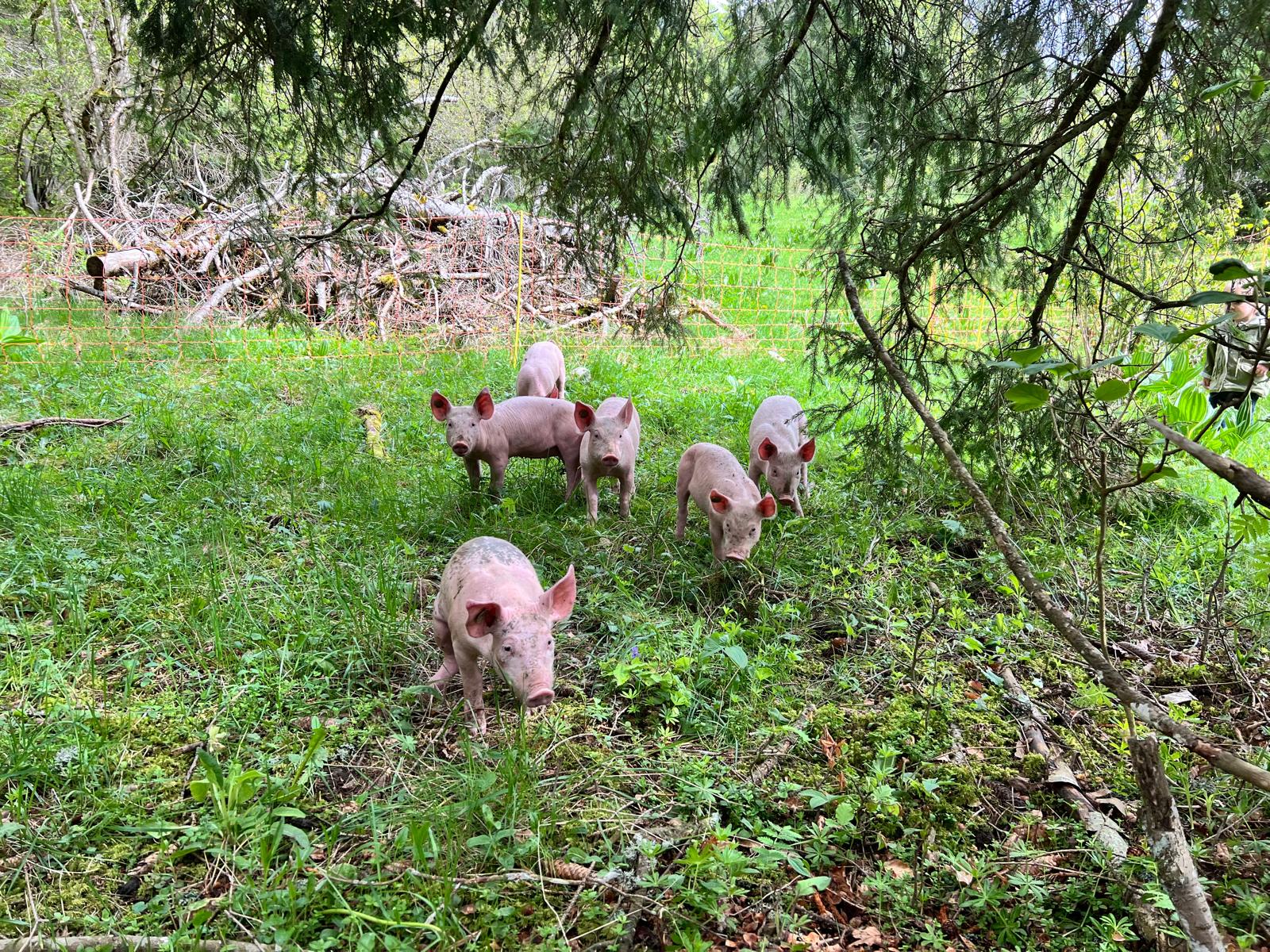 Yourte en Franche-Comté : une nuit étoilée au cœur de la nature à Rochejean — salle de bain