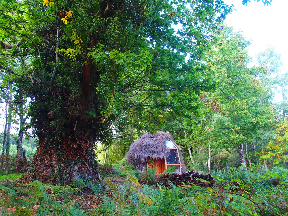 Le Cul de Loup : une cabane végétalisée au cœur de la nature