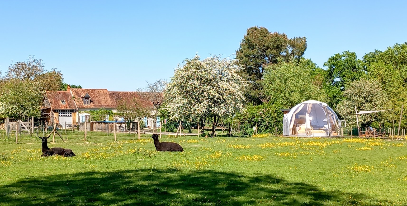 La Bulle des Alpagas : une expérience immersive au cœur de la nature à Herry — cuisine