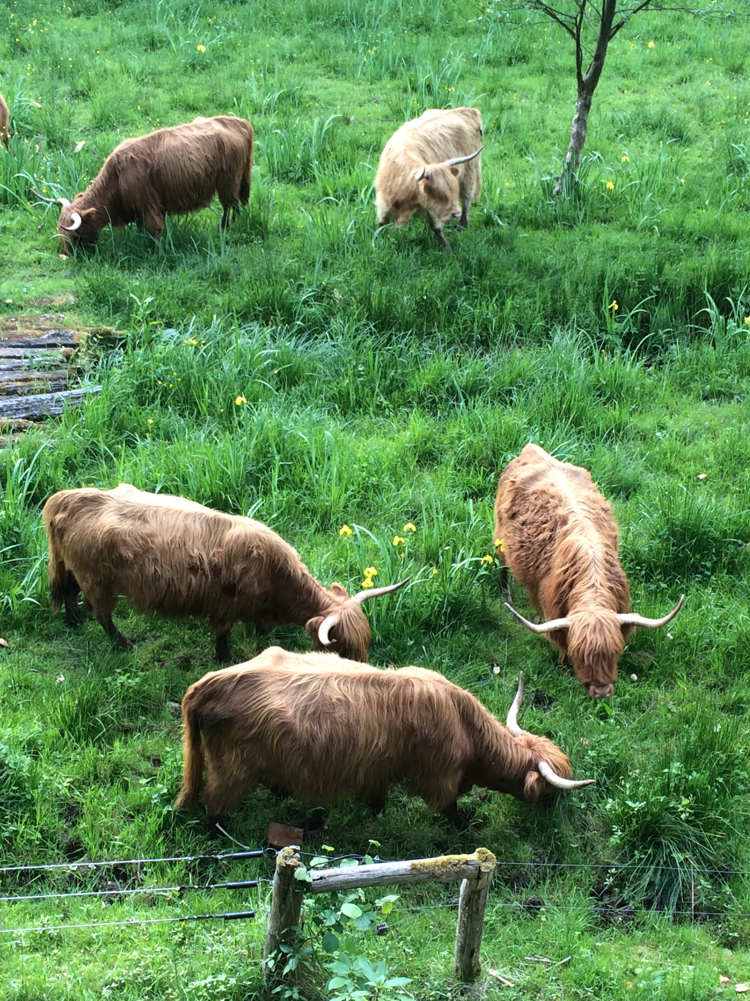 La Bulle - La Grange d'Hélène