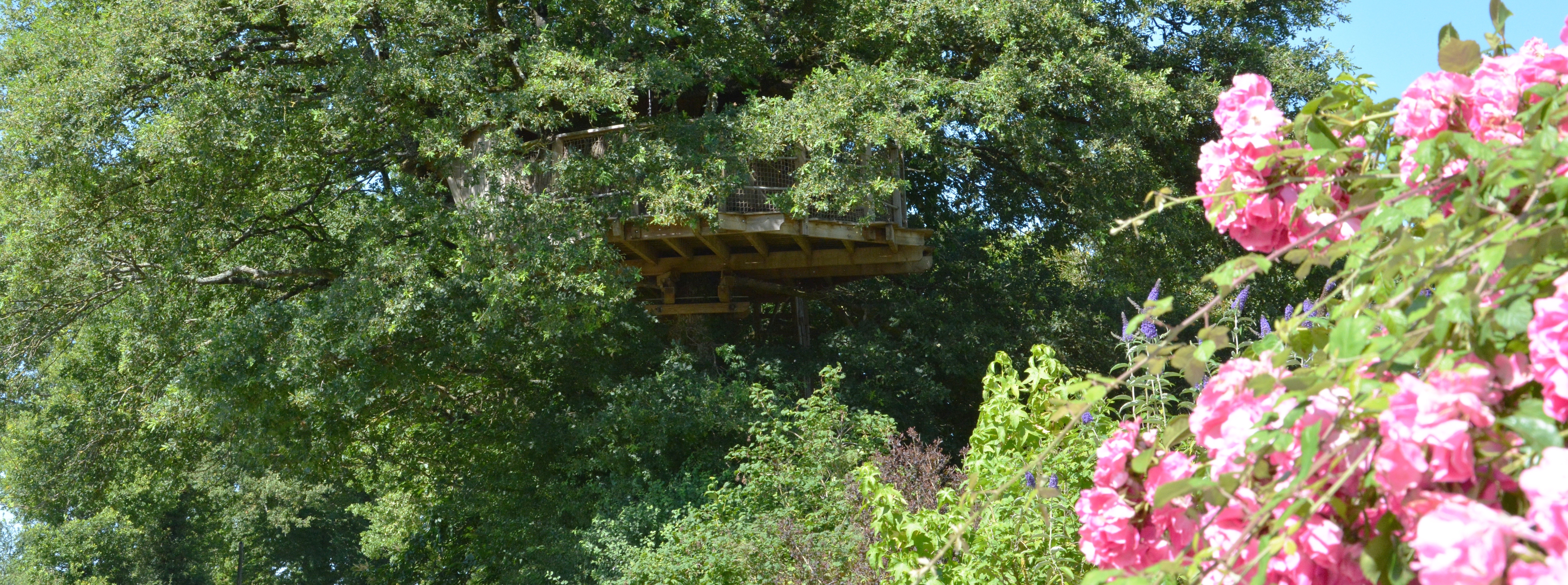 Cabane Girsberg : une évasion perchée au cœur des arbres à La Baconnière — espace de vie