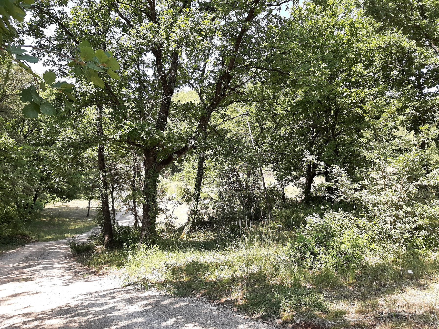 Wachipi & Spa : un tipi enchanteur en Provence à Trans En Provence — vue depuis la terrasse