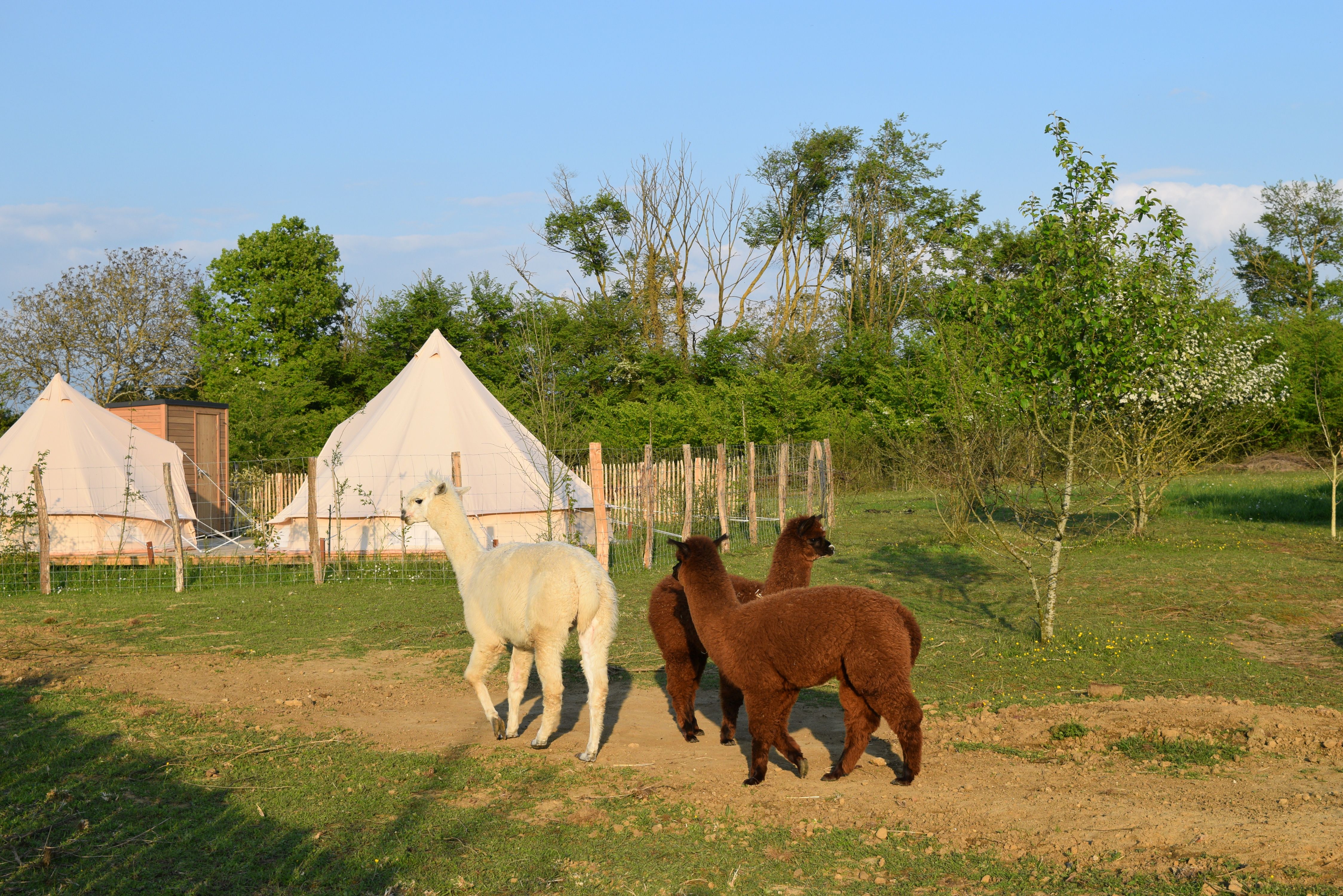 Tente Inca — Séjour nature avec spa à Maine-et-Loire à Angers — espace de vie