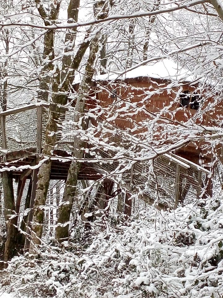Une cabane sur pilotis : Le Petit Toit du Monde en Alsace à Grandfontaine — vue depuis la terrasse