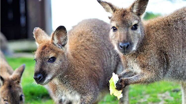 Hutte avec des wallabies — Nuit insolite au cœur de la nature dans le Gers à Riguepeu — chambre