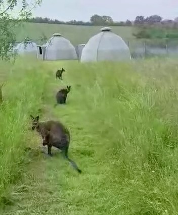Hutte au milieu des wallabies — Nuit insolite avec spa à Gers à Dému — vue intérieure