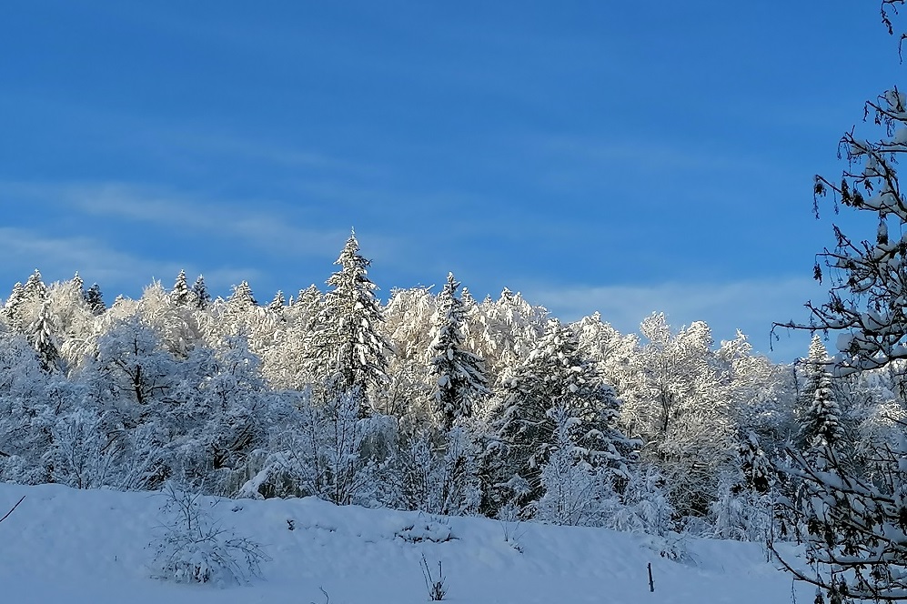 Cabane accès passerelle & Spa privatisable — Nuit perchée en Isère à Saint-Quentin-sur-Isère — environnement naturel