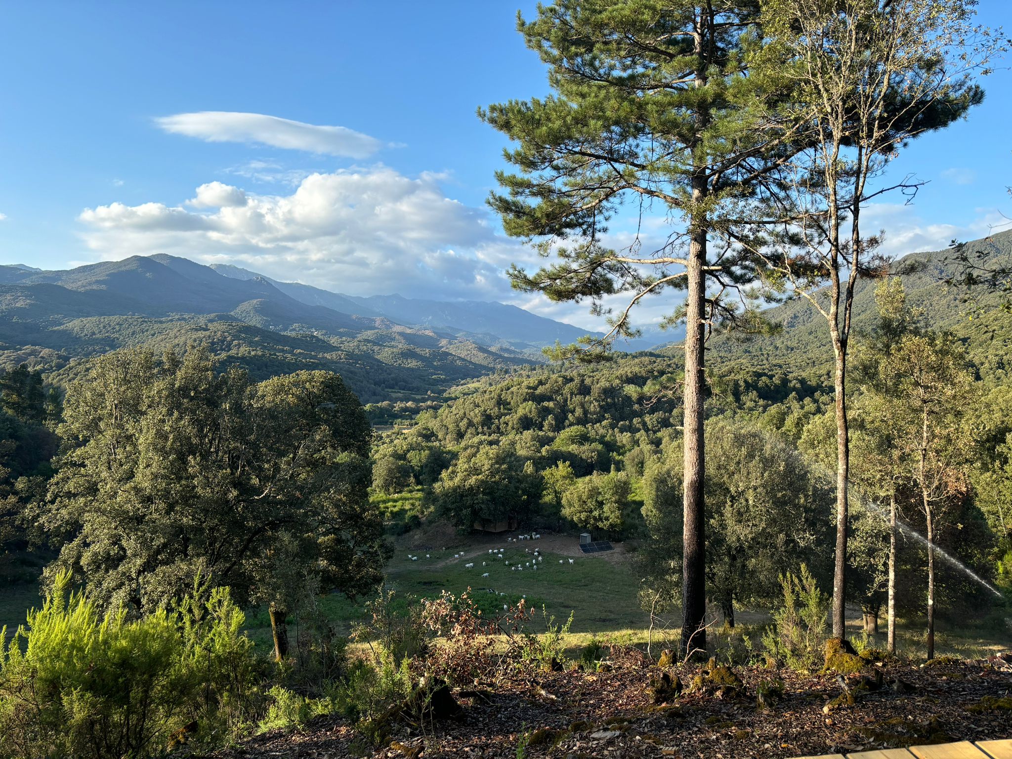 SAPPARA — Tente avec vue panoramique à Olivese (Corse-du-Sud) à Olivese — vue intérieure