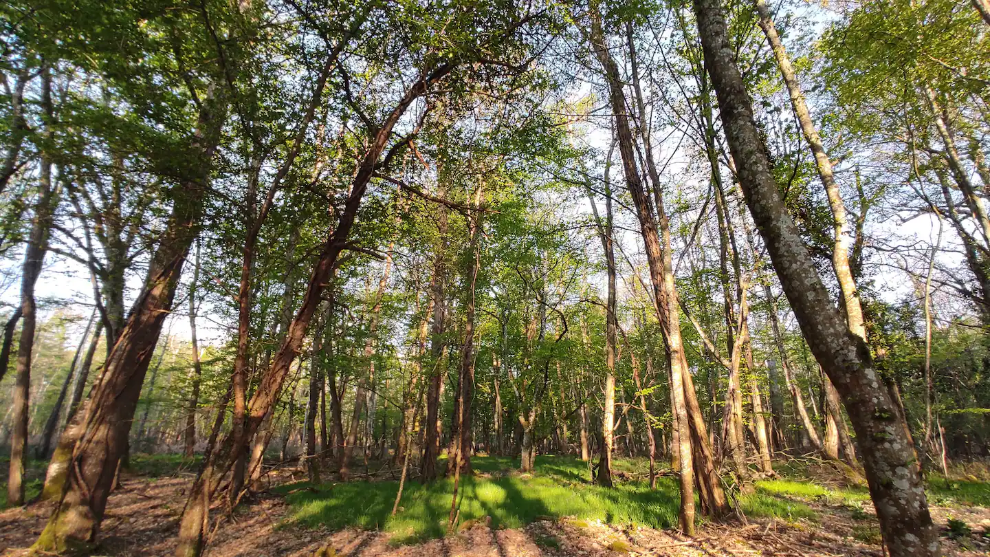 La Démaillère — Cabane avec bain nordique à Loiret à La Ferté-Saint-Aubin — environnement naturel