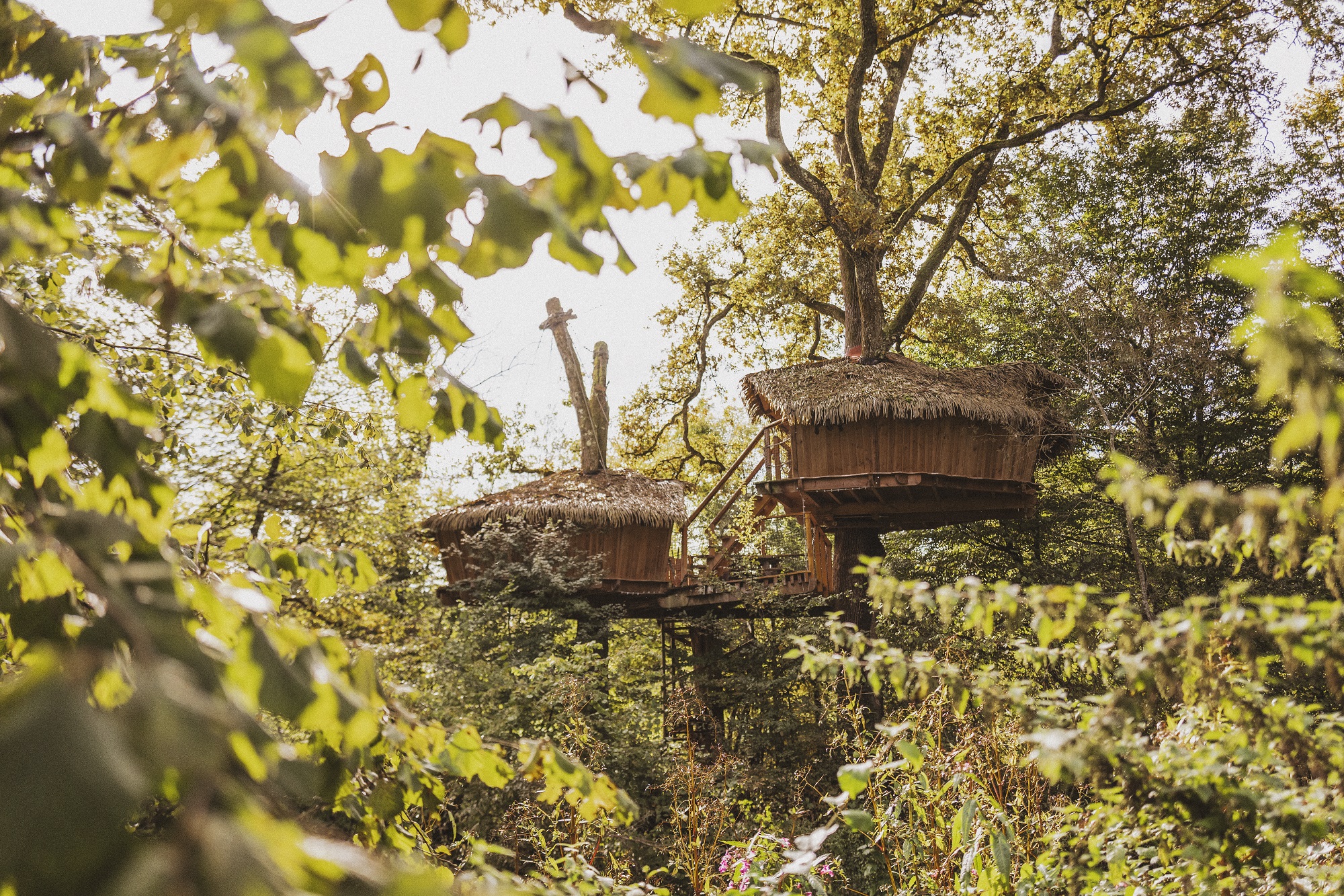 Cabane Héronnière : une immersion dans les arbres de Franche-Comté à Chassey-Lès-Montbozon — espace de vie