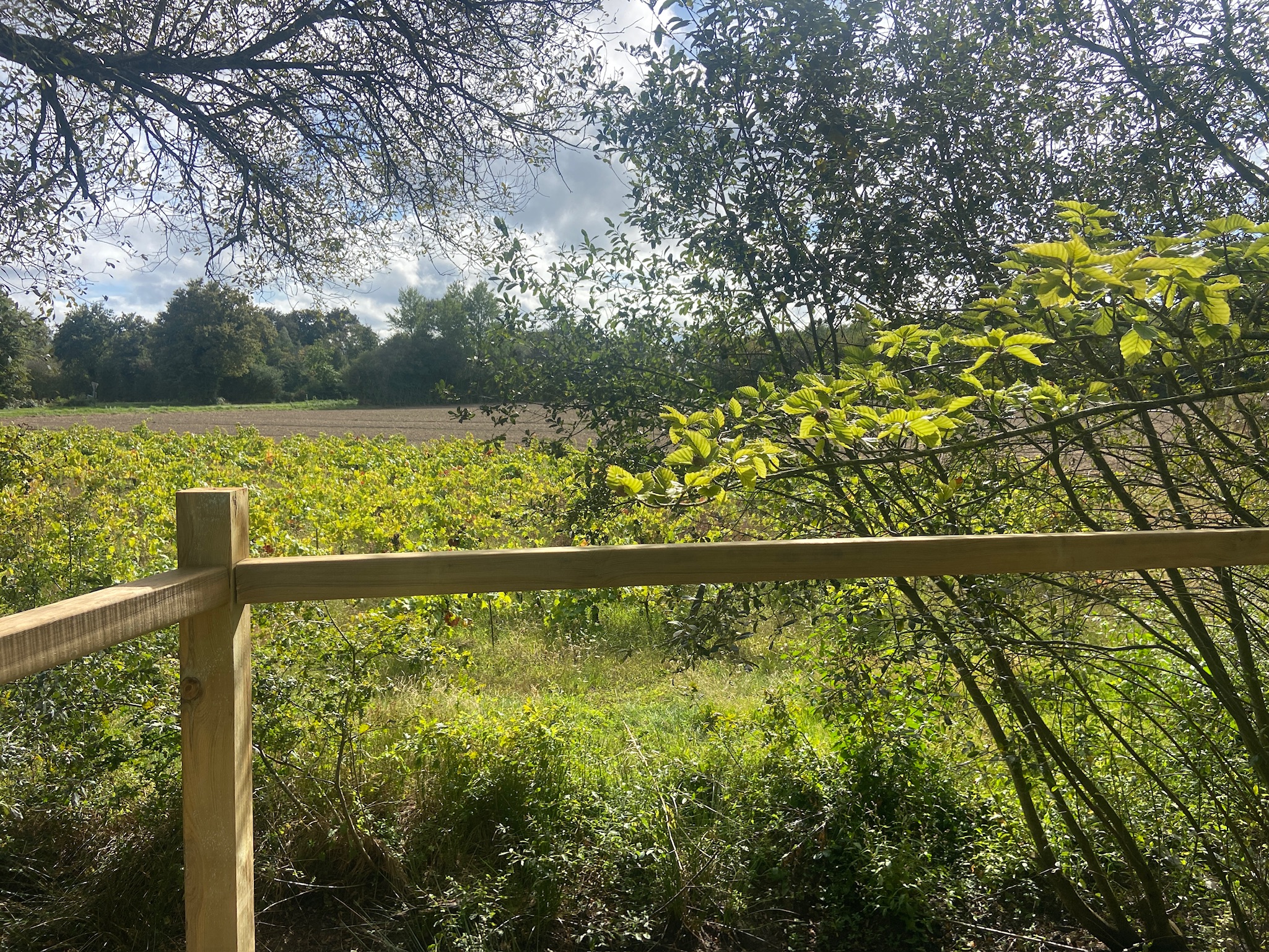 Un tonneau insolite avec spa au cœur du vignoble Nantais à Vallet — vue depuis la terrasse