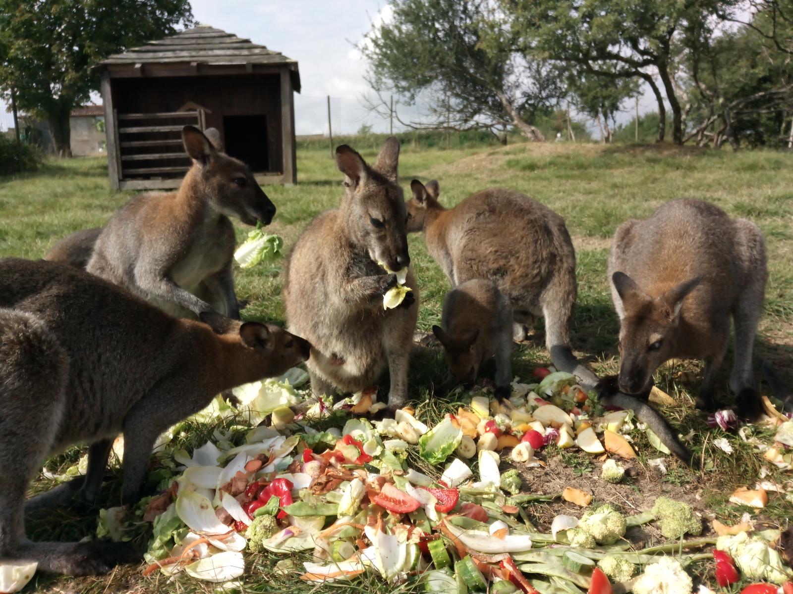 Hutte au milieu des wallabies : une expérience unique en Midi-Pyrénées à Dému — salle de bain