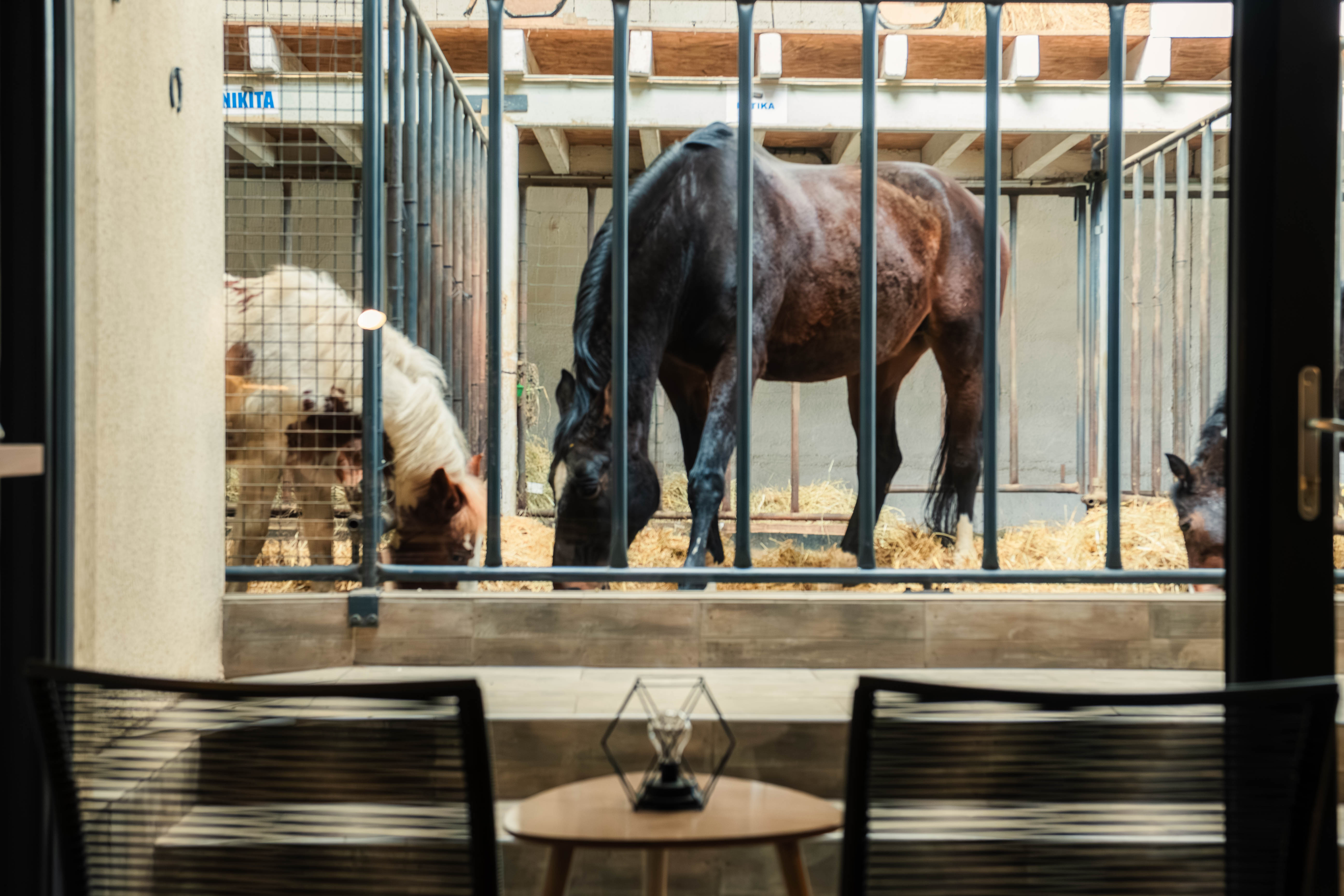 Lodge 2 - 4 pers. — Séjour paisible avec chevaux en Vosges à Épinal — vue depuis la terrasse