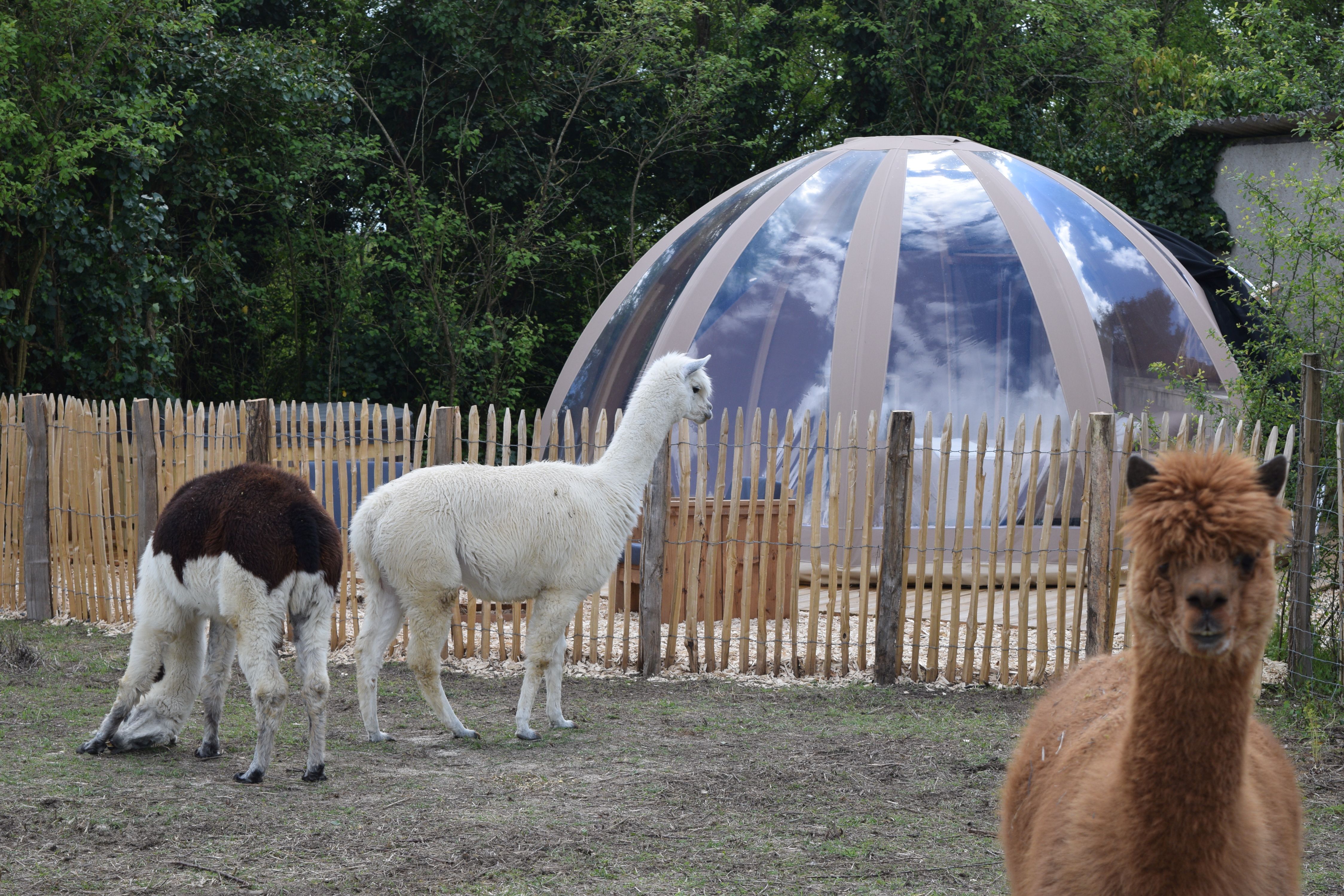Bulle de nature famille & Spa — Nuit étoilée à Maine-et-Loire à Angers — cuisine
