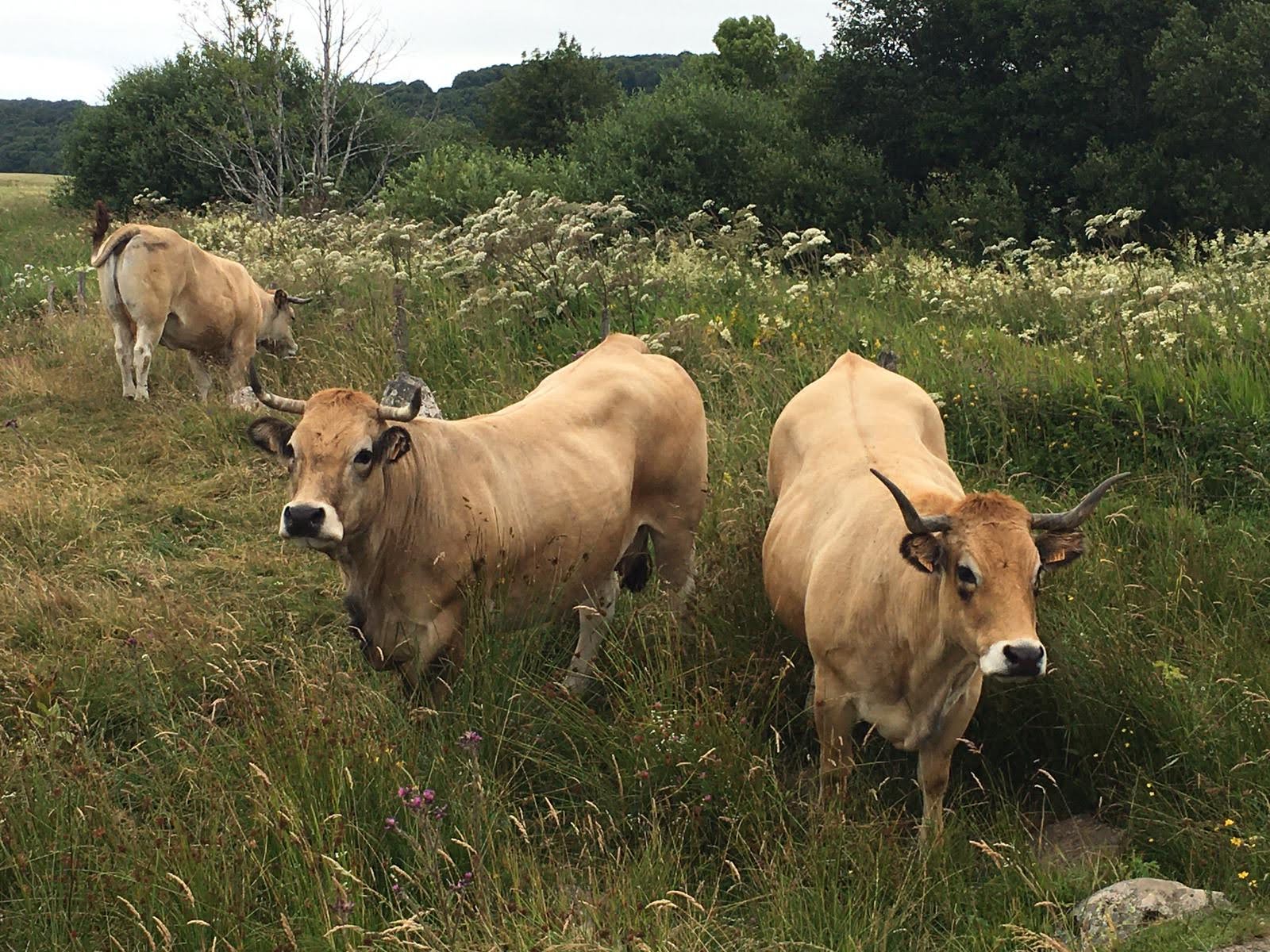 Séjournez dans une yourte au cœur de la Franche-Comté à Rochejean — détail architectural