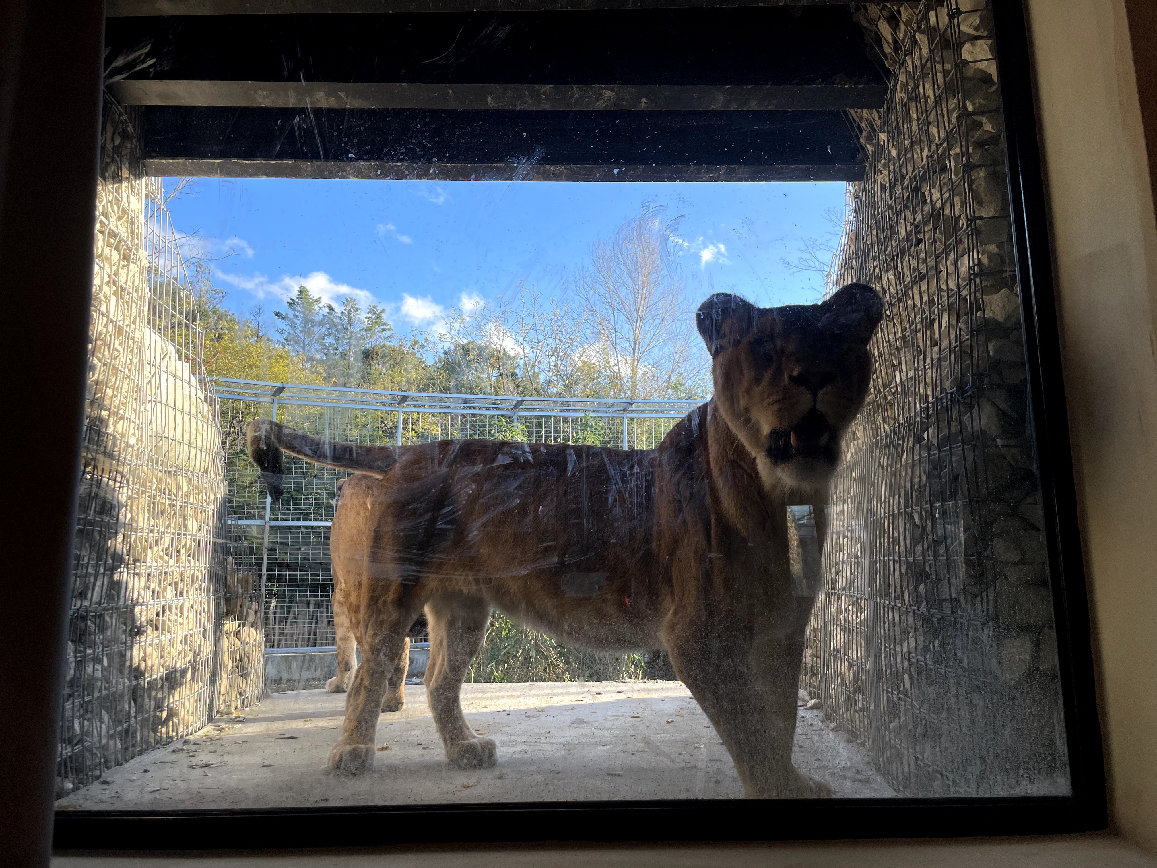 Lodge Lions : une expérience immersive en Aquitaine à Pessac — détail architectural