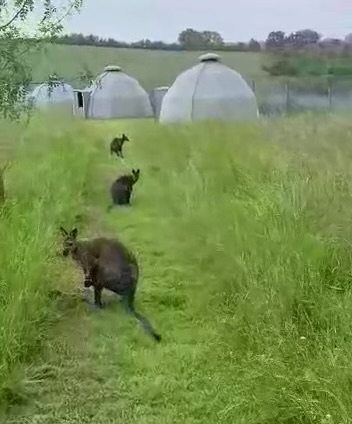 Hutte avec des wallabies — Nuit insolite au cœur de la nature dans le Gers à Riguepeu — salle de bain