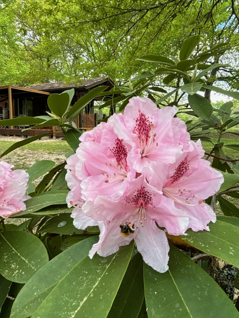 Chalet Romantique & Spa — Évasion bien-être en Gironde à Marions — vue intérieure