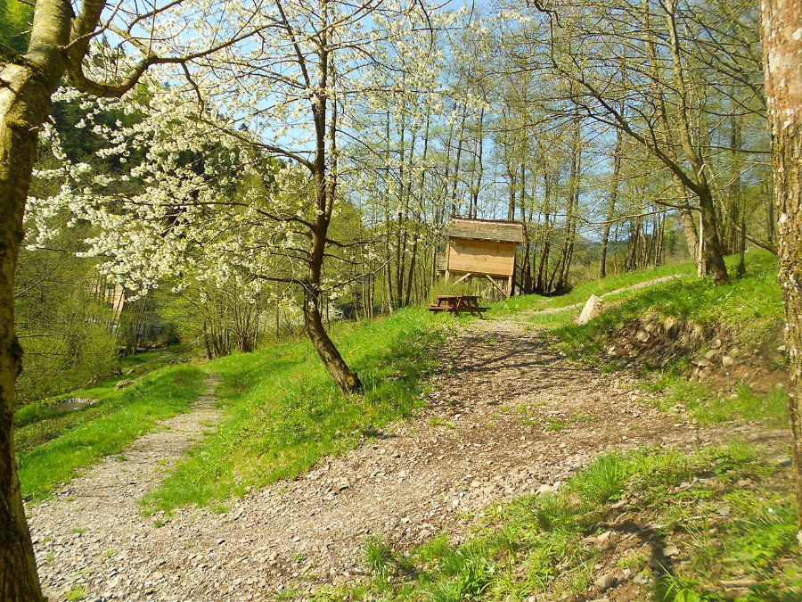 Cabane sur pilotis : le refuge du Trappeur en Alsace à Grandfontaine — espace de vie