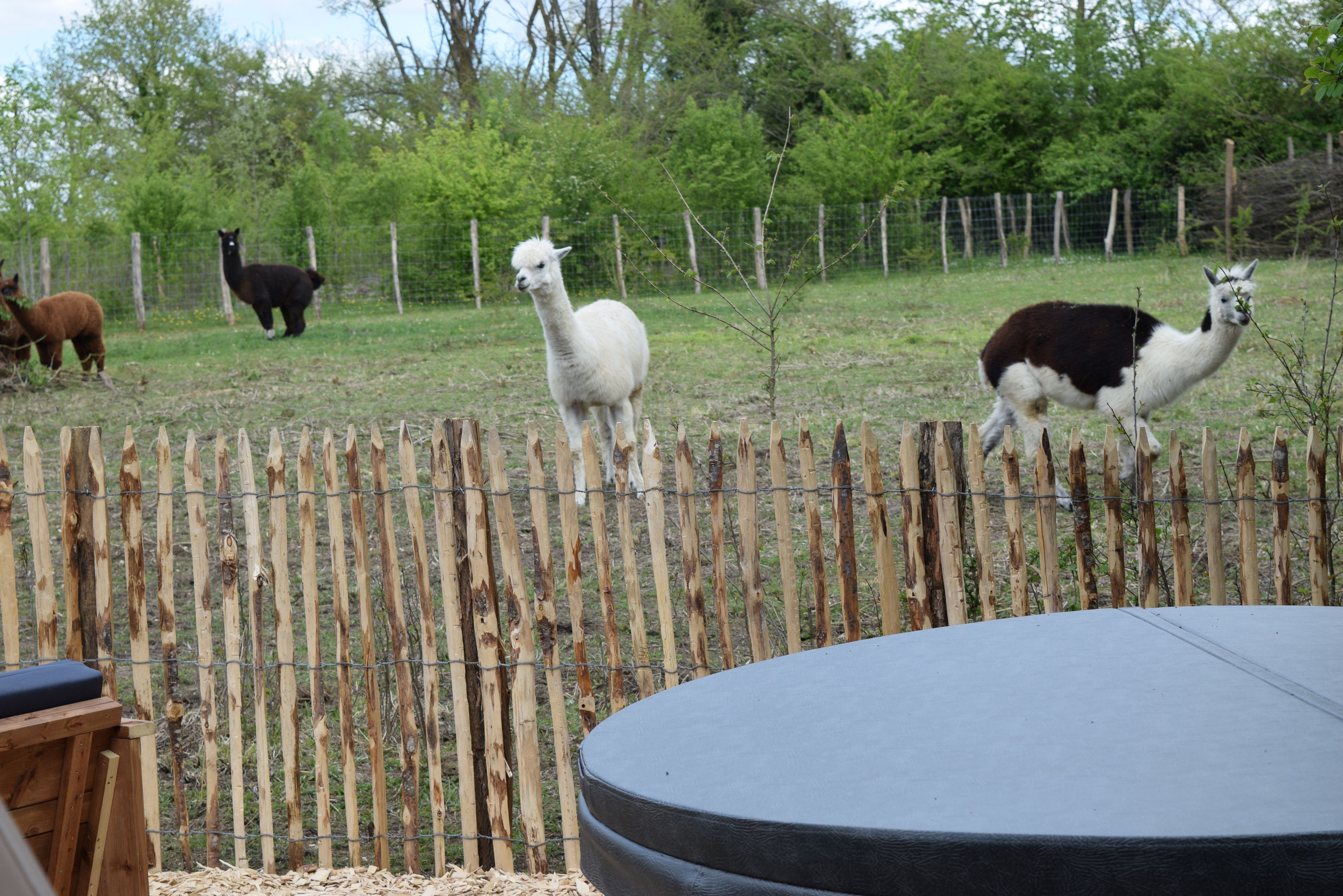 Bulle de nature famille & Spa — Nuit étoilée à Maine-et-Loire à Angers — environnement naturel