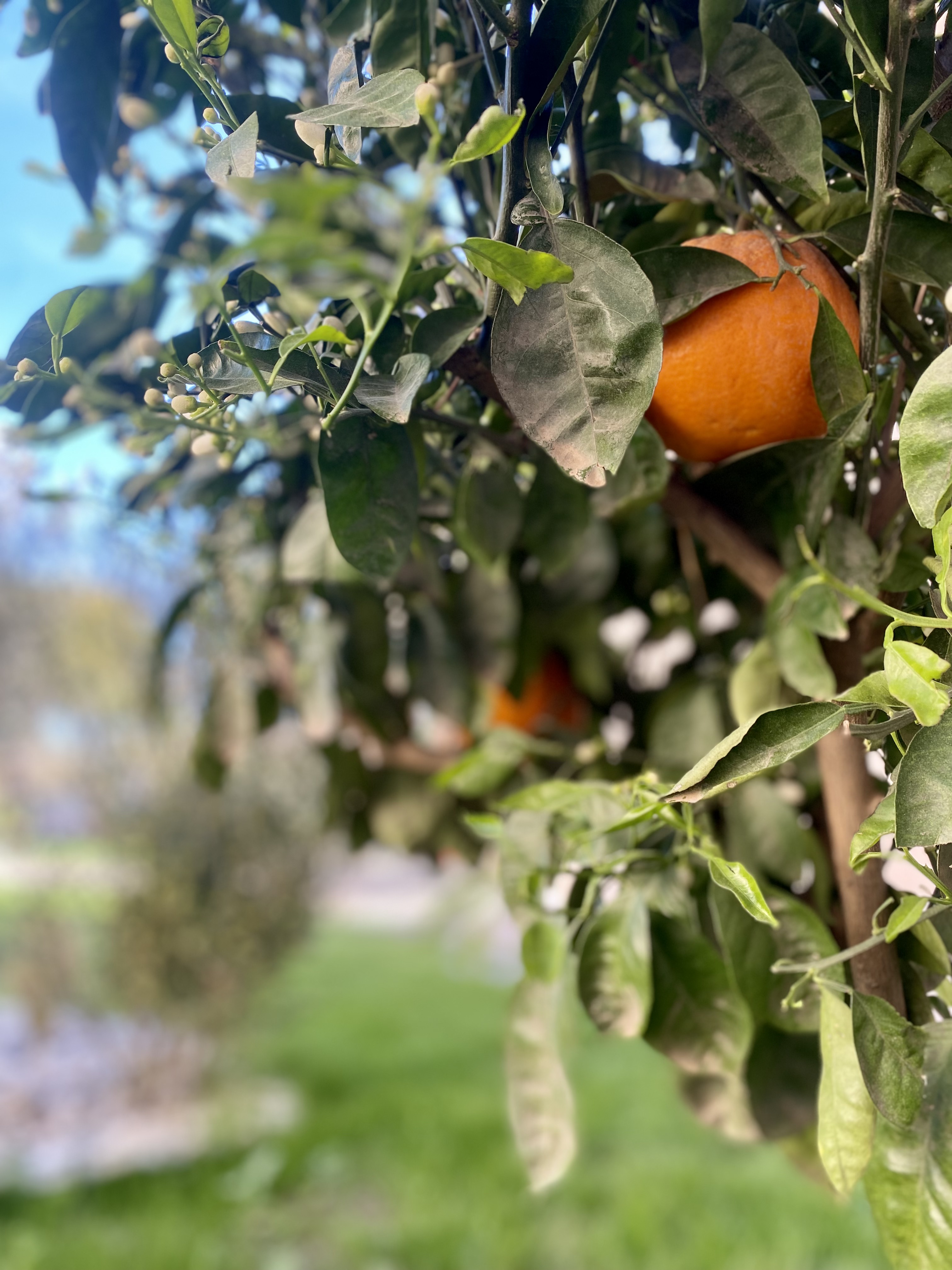 L'Orangerie du Château : un gîte 5 étoiles avec spa à Pezenas — espace de vie