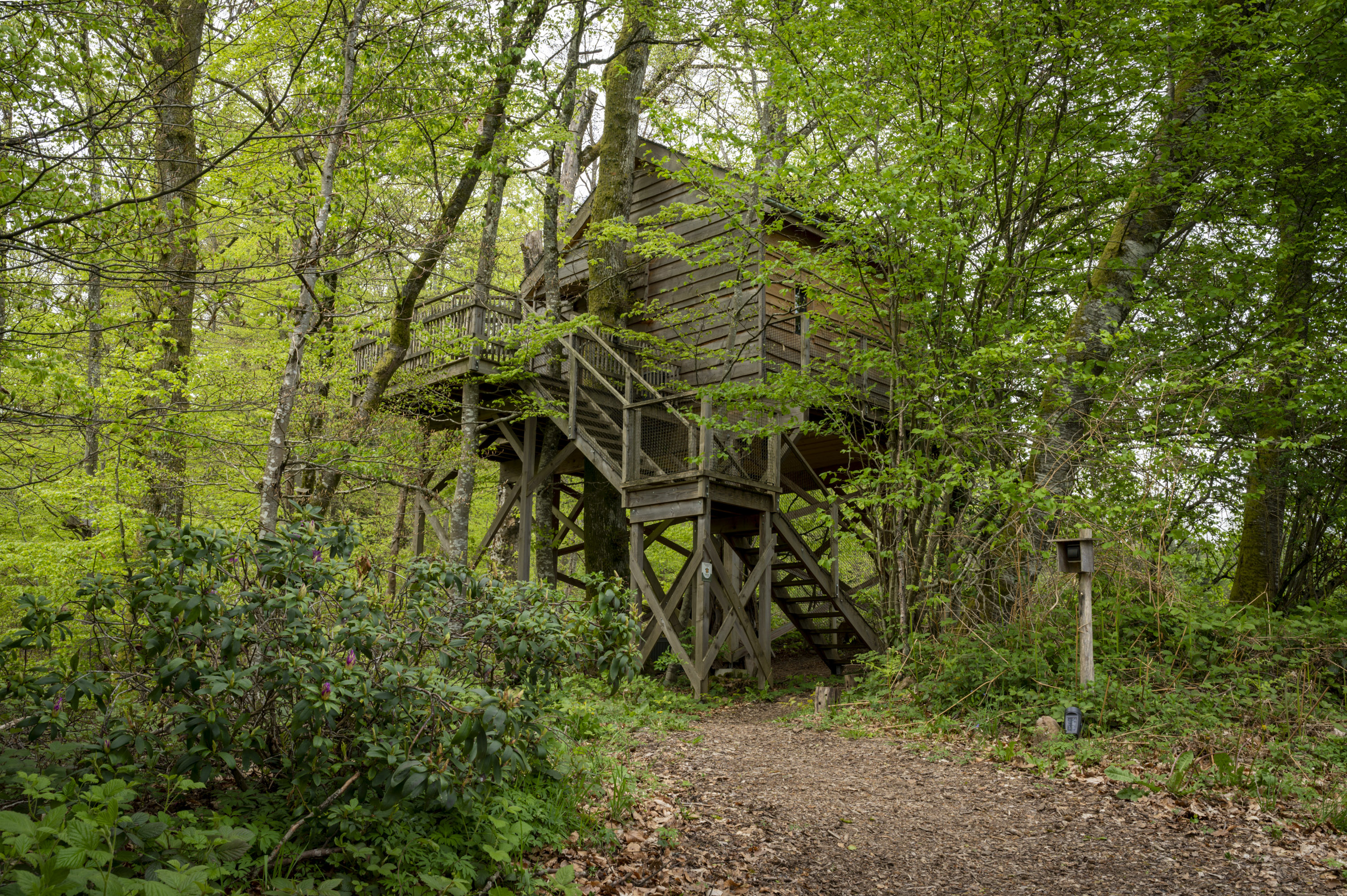 La Pat' de l'ours : une cabane perchée au cœur de la nature