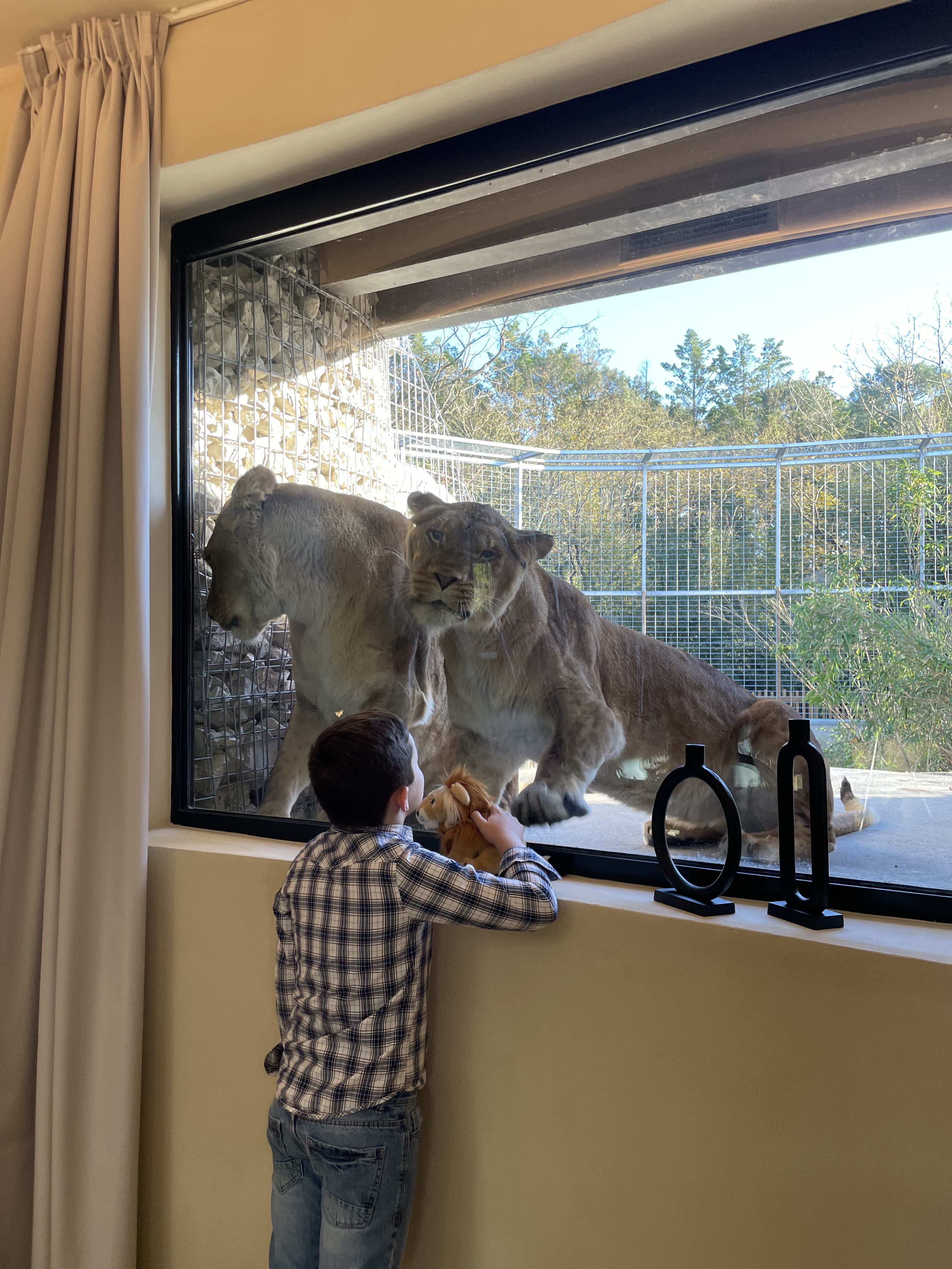 Lodge Lions : une expérience immersive en Aquitaine — Lodge à Pessac