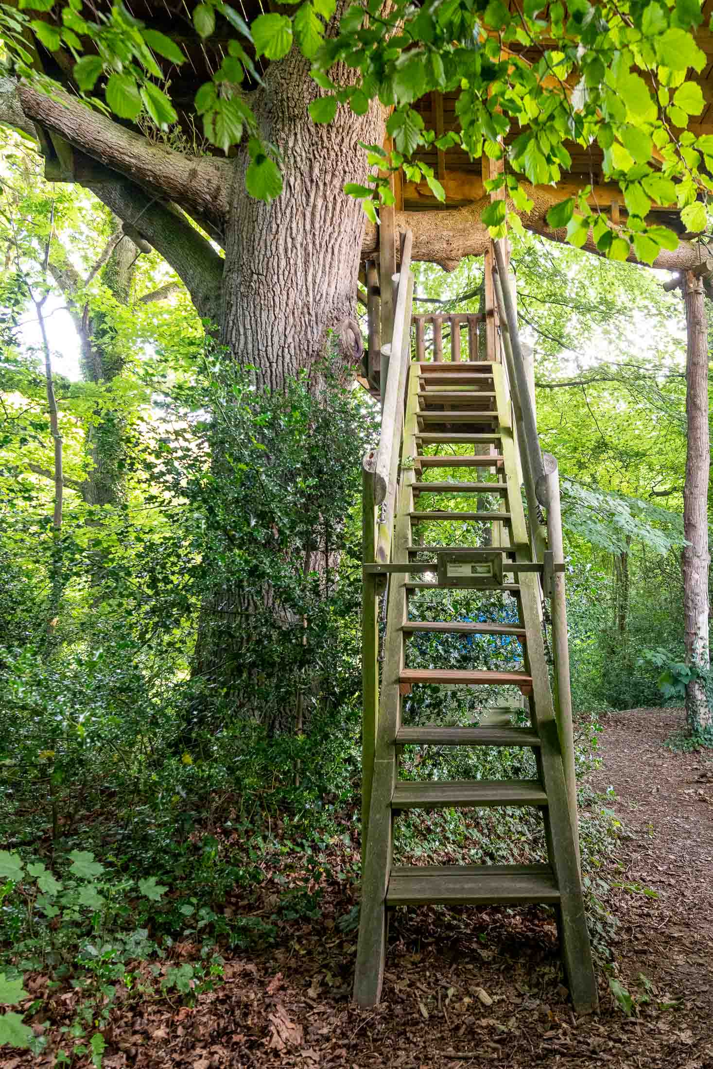 Cabane Rouge Gorge — Nuit perchée à 8m dans un chêne en Calvados à Valambray — espace de vie