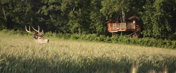 Cabane asiatique : une nuit suspendue dans les arbres à Ballan-Miré — cuisine