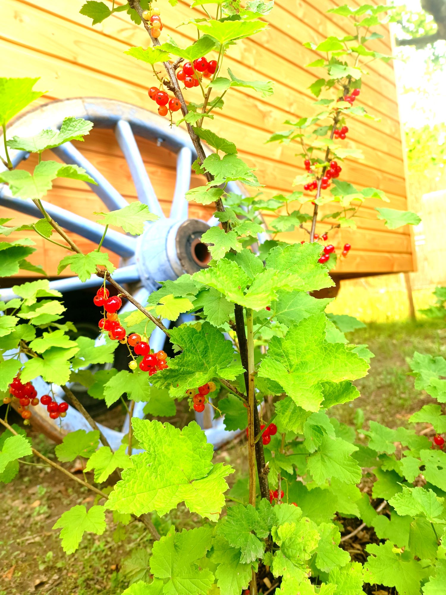 Roulotte Cévenole à l'ombre des platanes : une évasion en Languedoc-Roussillon à Peyremale — cuisine