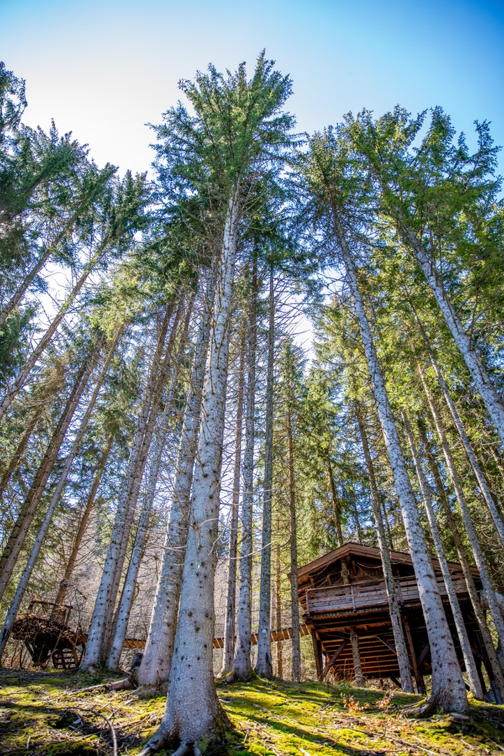 Cabane Spa du Ruisseau : une immersion dans les arbres en Rhône-Alpes à Saint Nicolas La Chapelle — espace de vie