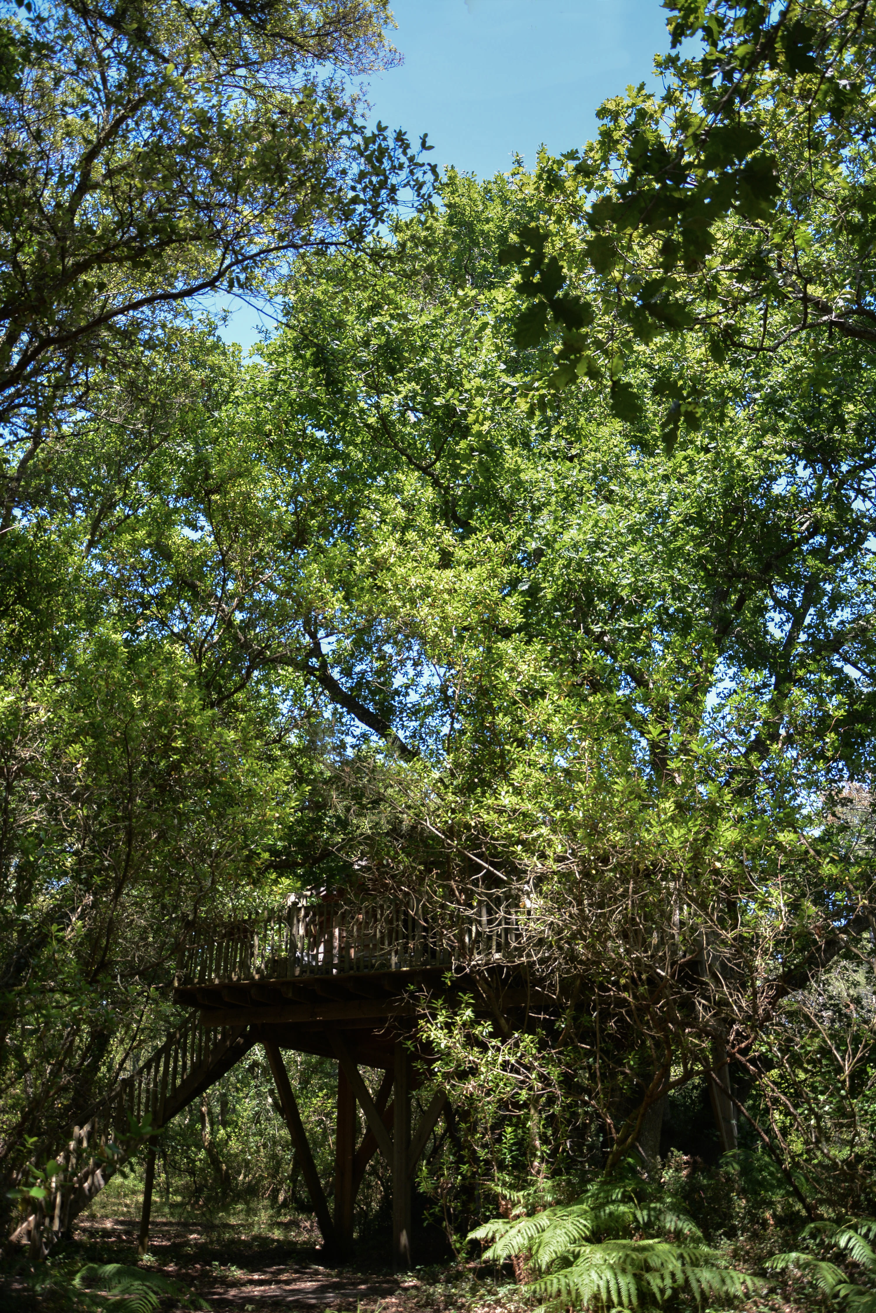 La Cabane Perchée d'Hossegor — Cabane dans les arbres à 4m de hauteur dans les Landes à Hossegor — détail architectural