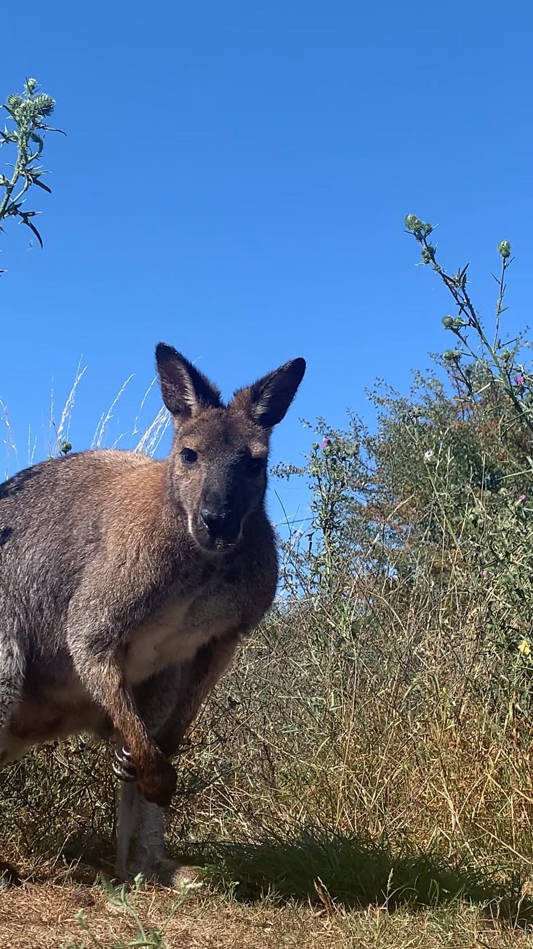 Photo 5/7 — Autre « Dormez avec des kangourous — Expérience insolite à Gers » à Riguepeu Gers