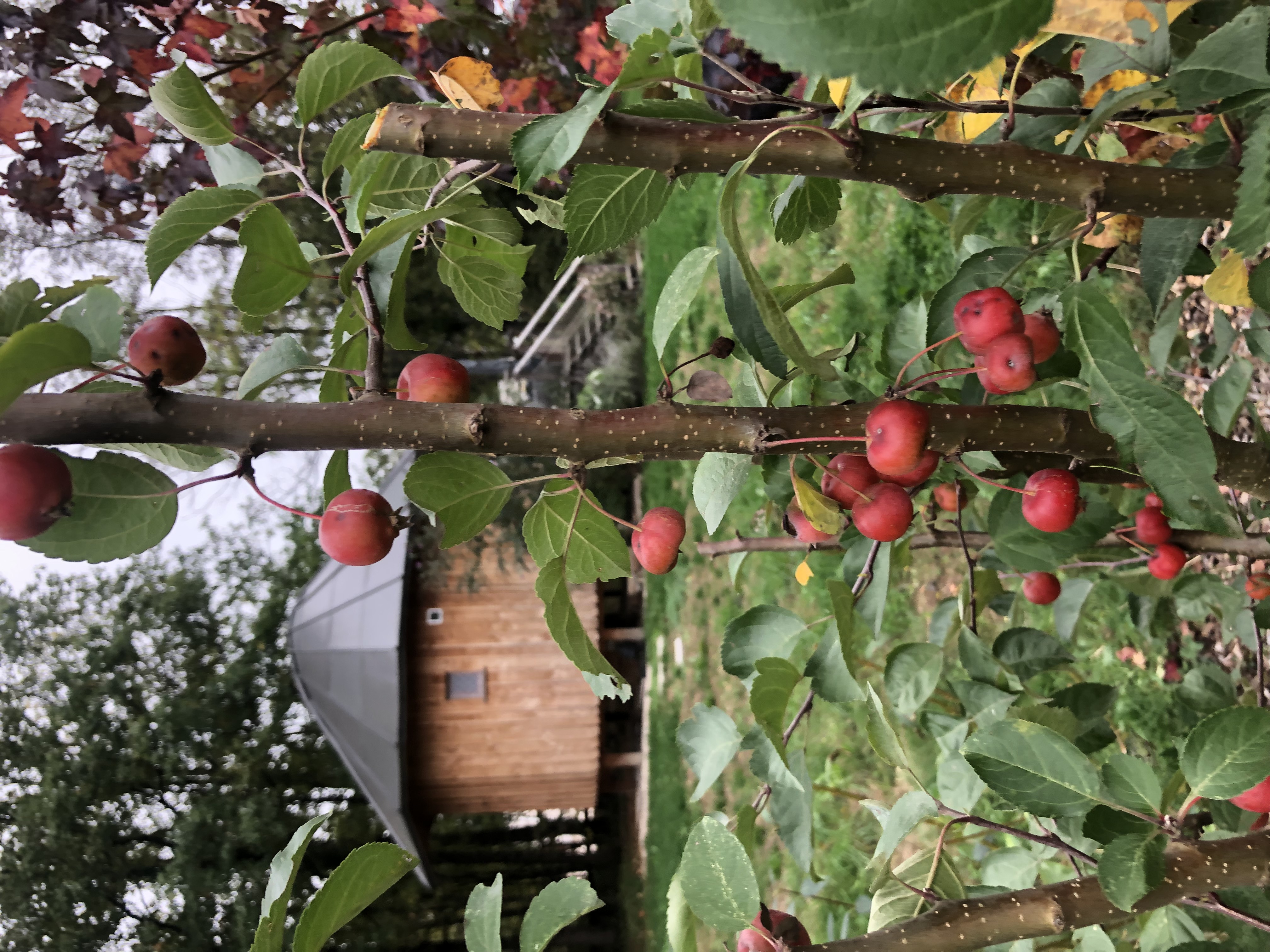 Le P'tiot Utau — Cabane dans les arbres avec spa à Jura à Lons-Le-Saunier Cedex — vue depuis la terrasse