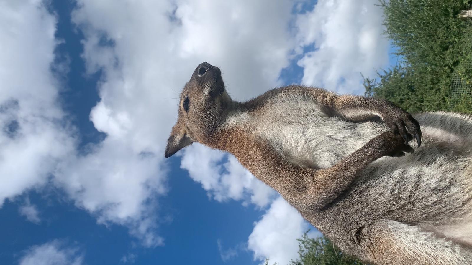 Hutte au milieu des wallabies — Nuit insolite avec spa à Gers à Dému — chambre