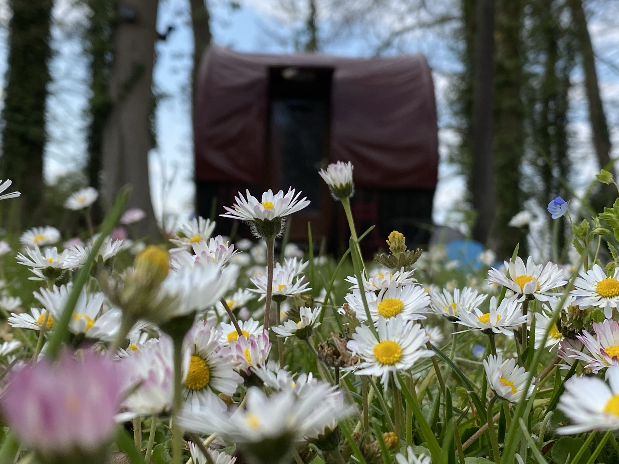 Un tonneau en Champagne : une nuit au cœur de l'insolite à Bar Sur Aube — environnement naturel