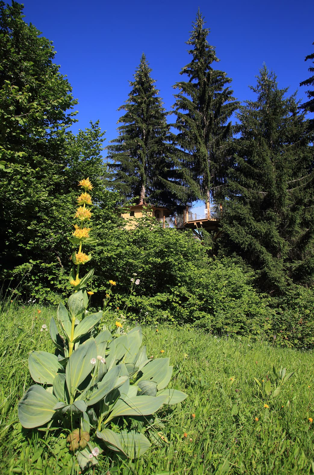 Cabane la Mont Blanc — Nuit perchée à 8m en Haute-Savoie à Saint-Félix — chambre