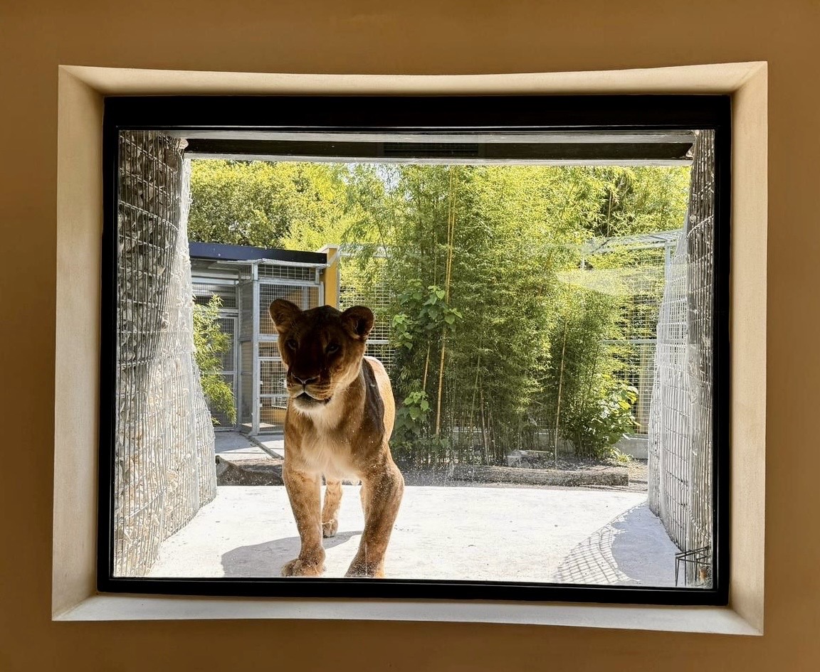 Lodge Lions : une expérience immersive en Aquitaine à Pessac — cuisine