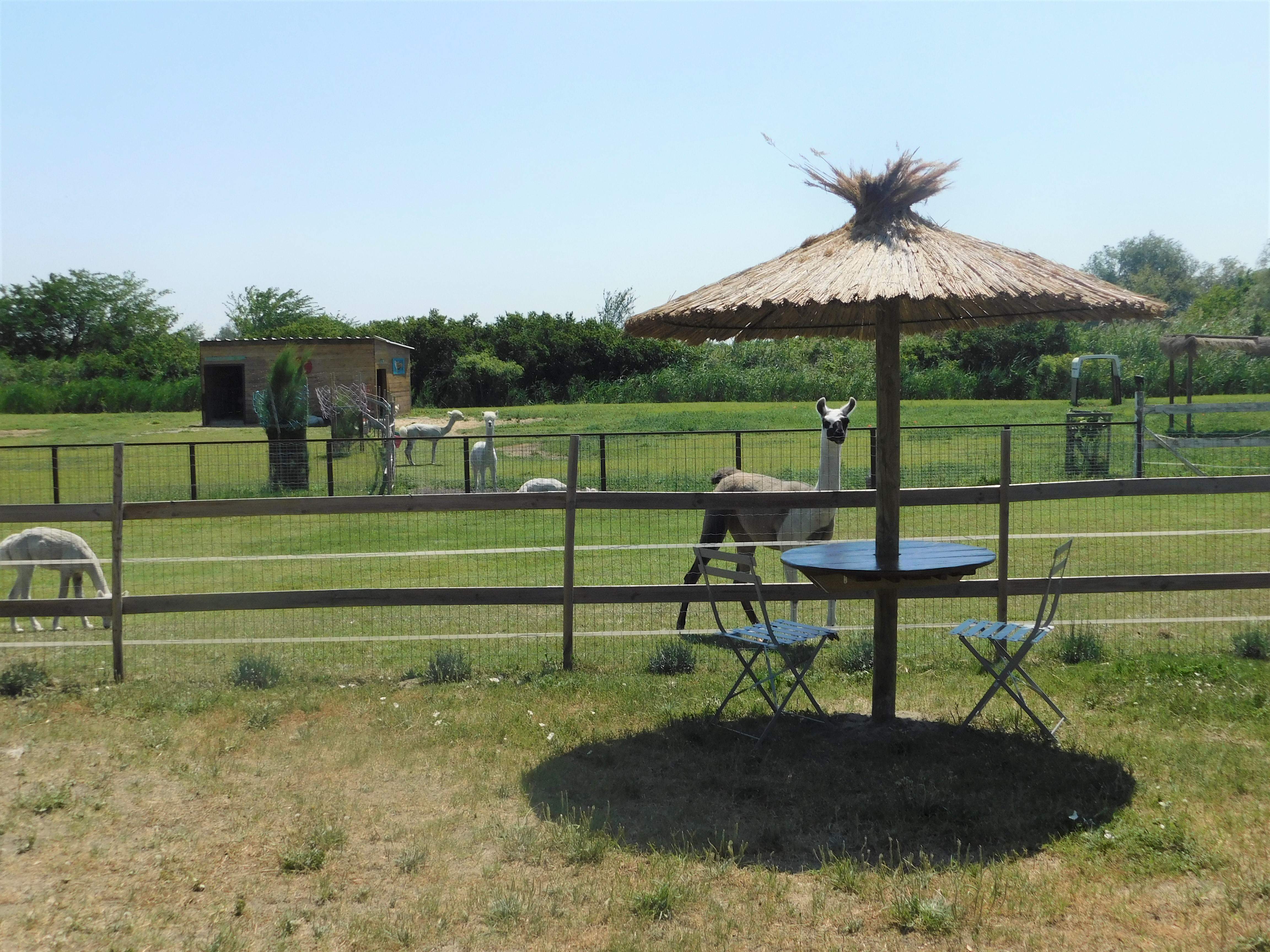 Roulotte Pura Vida — Séjour exotique avec spa à Gard à Nîmes — environnement naturel