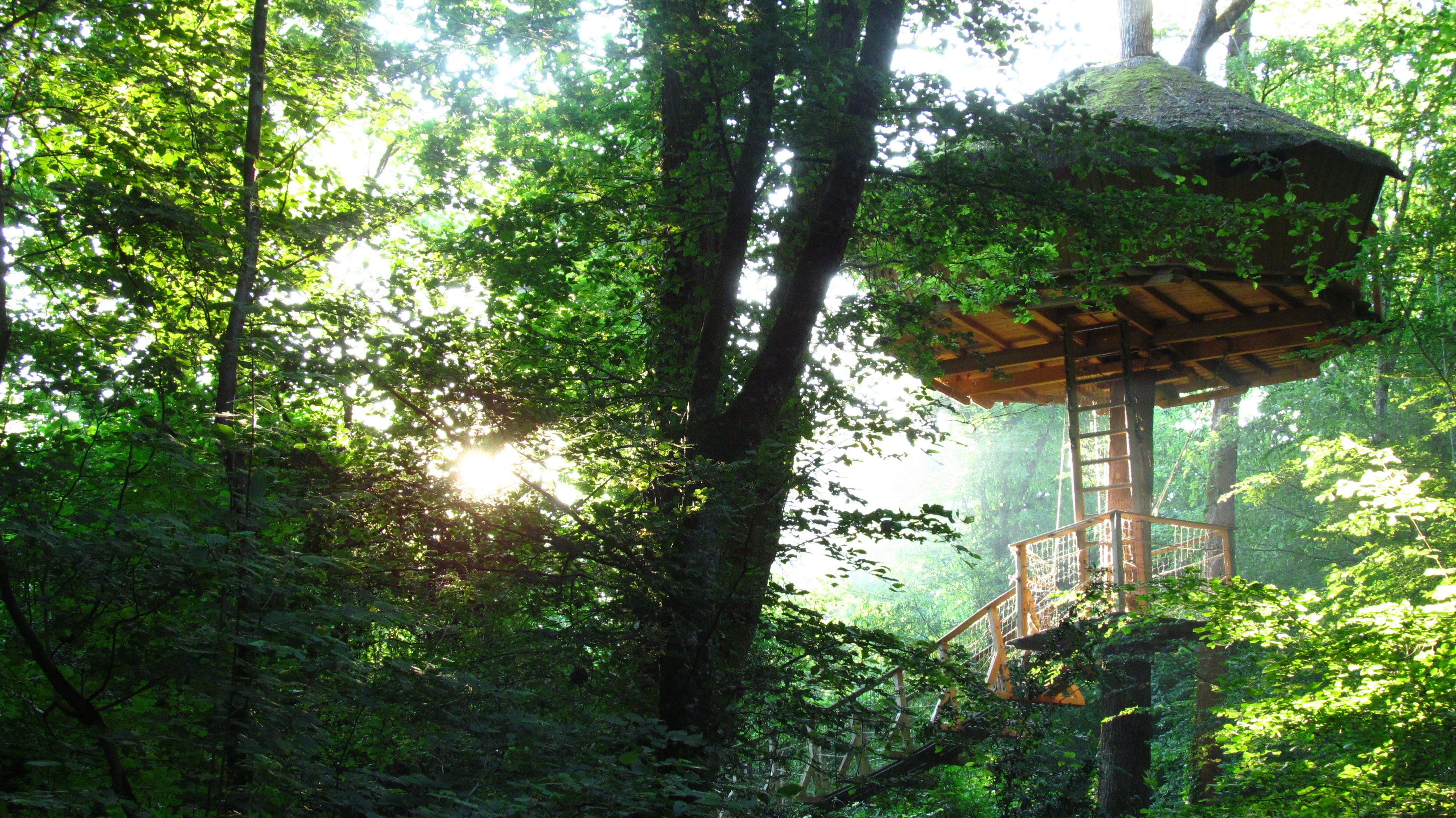 Cabane Amazonie : une évasion perchée dans les arbres — Cabane à Magné